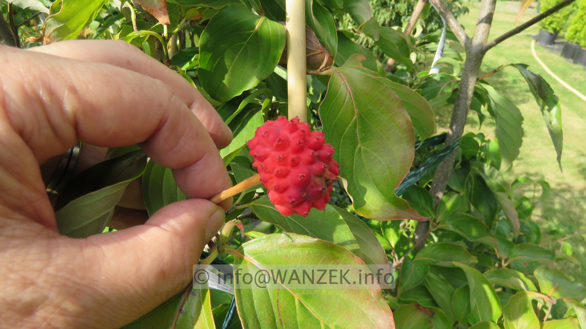 Cornus kousa Venus - Beere nah.JPG